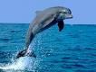 Dolphin Szmlz Program